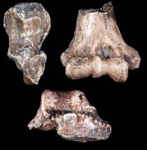 Paranthropus robustus TM1517 postcraneal