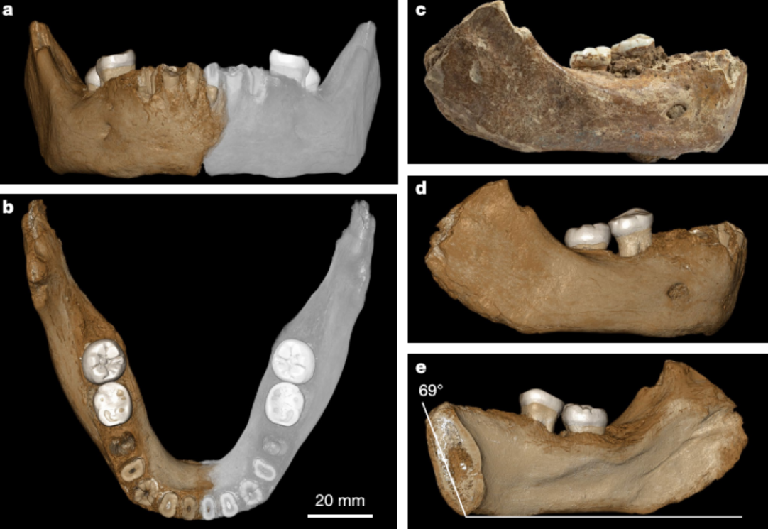 Mandíbula de Australopithecus anamensis - Bios Réplicas site especializado  em biologia e paleontologia
