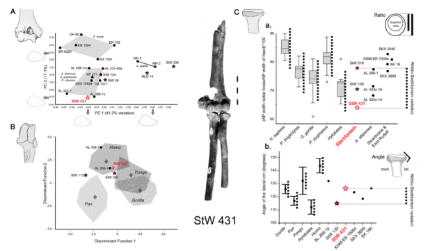 Procedencia, morfología y la navaja de Ockham: buscando una especie para el esqueleto StW 431