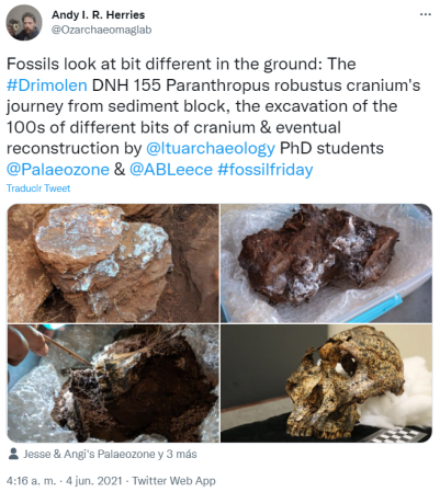 DNH 155 Paranthropus robustus cranium