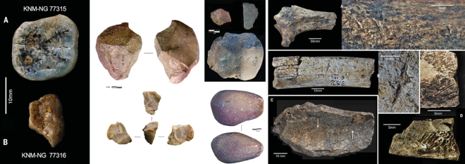 Materiales de en Nyayanga, de izda a dcha: molares de Paranthropus, artefactos olduvayenses, huesos con marcas de corte de hipopótamo (A, B) y bóvido (C, D)