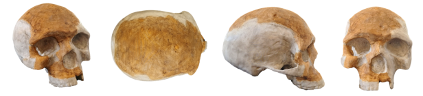 El cráneo de Florisbad, Homo helmei y los primeros humanos modernos